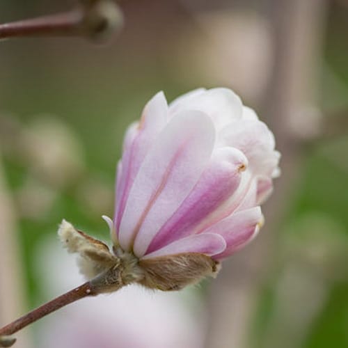 First Editions® Centennial Blush Star Magnolia: Magnolia stellata 'Centennial Blush' PP22,248 preview 7