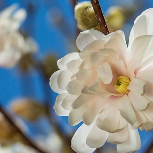 First Editions® Centennial Blush Star Magnolia: Magnolia stellata 'Centennial Blush' PP22,248 preview 8