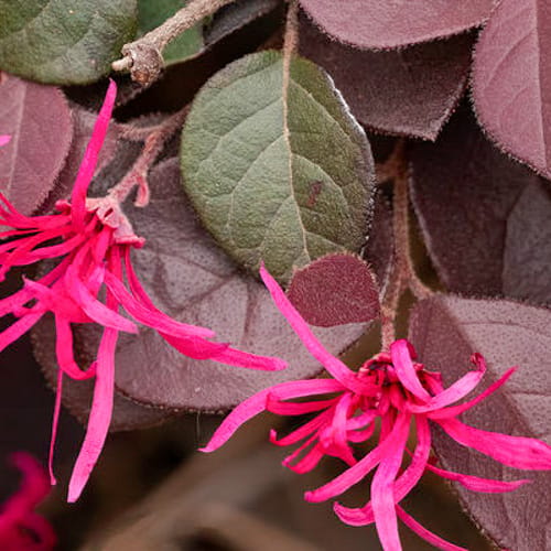 First Editions® Crimson Fire™ Fringe Flower: Loropetalum chinense var. rubrum 'PIILC-I' PP25,534