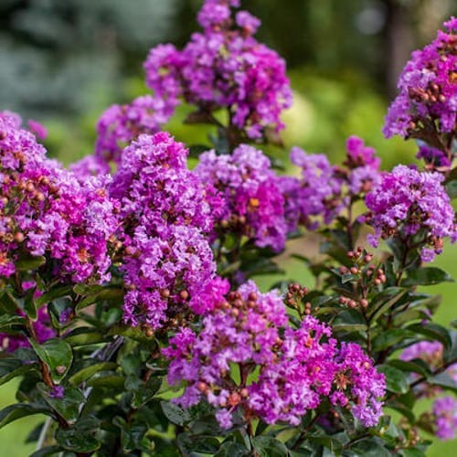 First Editions® Purple Magic Crapemyrtle: Lagerstroemia 'Purple Magic' PP23,906