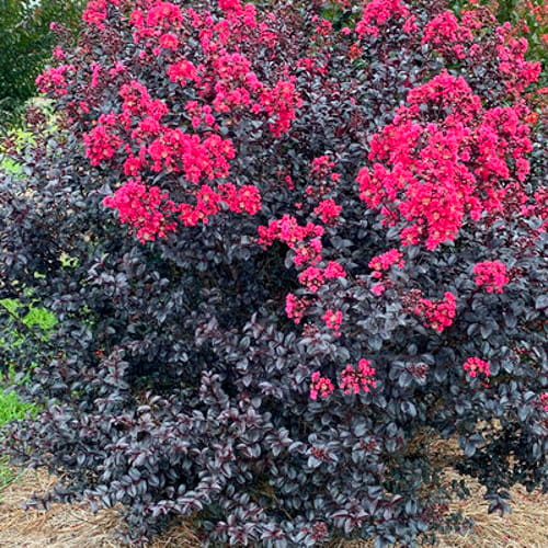 First Editions® Shadow Magic™ Crapemyrtle: Lagerstroemia 'Bailllagtwo' PP34,639