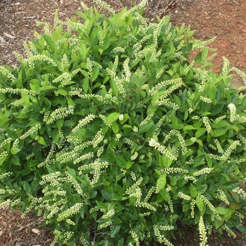 First Editions® Love Child® Sweetspire: Itea virginica 'Bailteaone' PP31,318 preview 6