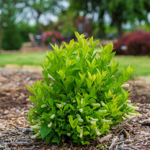 First Editions® Love Child® Sweetspire: Itea virginica 'Bailteaone' PP31,318 preview 7