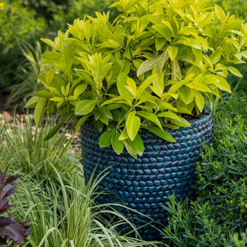 First Editions® BananAppeal® Small Anise Tree: Illicium parviflorum 'PIIIP-I' PP28,887 preview 6
