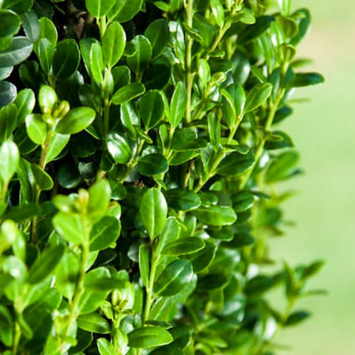 First Editions® Straight & Narrow® Japanese Holly: Ilex crenata 'PIIIC-I' PP29,578 preview 2