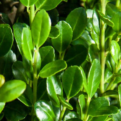 First Editions® Straight & Narrow® Japanese Holly: Ilex crenata 'PIIIC-I' PP29,578 preview 3