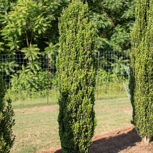 First Editions® Straight & Narrow® Japanese Holly: Ilex crenata 'PIIIC-I' PP29,578 preview 4