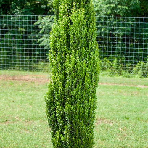 First Editions® Straight & Narrow® Japanese Holly: Ilex crenata 'PIIIC-I' PP29,578