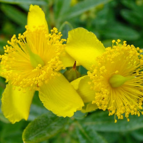 First Editions® Cobalt-n-Gold™ Hypericum: Hypericum kalmianum 'PIIHYP-I' PP25,318 preview 3