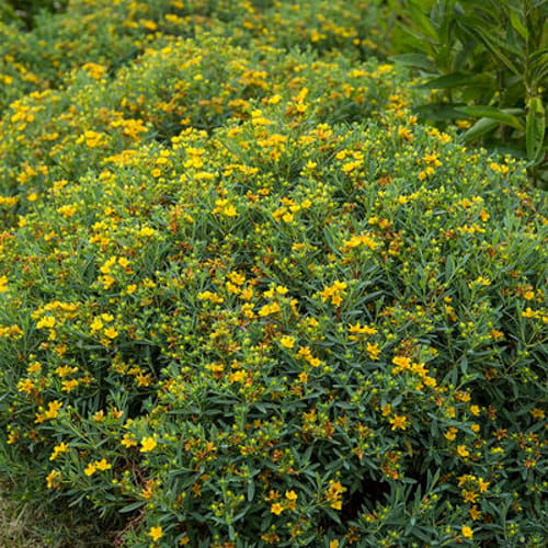 First Editions® Cobalt-n-Gold™ Hypericum: Hypericum kalmianum 'PIIHYP-I' PP25,318 preview 4