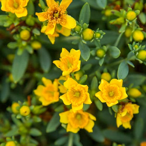 First Editions® Cobalt-n-Gold™ Hypericum: Hypericum kalmianum 'PIIHYP-I' PP25,318 preview 5