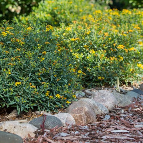 First Editions® Cobalt-n-Gold™ Hypericum: Hypericum kalmianum 'PIIHYP-I' PP25,318 preview 6