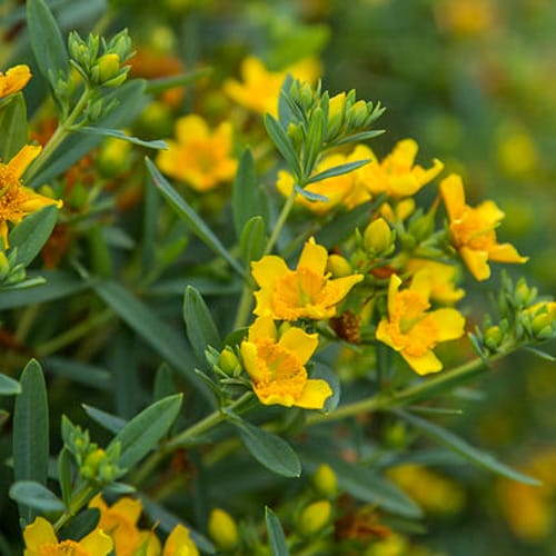 First Editions® Cobalt-n-Gold™ Hypericum: Hypericum kalmianum 'PIIHYP-I' PP25,318 preview 8