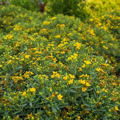 First Editions® Cobalt-n-Gold™ Hypericum: Hypericum kalmianum 'PIIHYP-I' PP25,318 preview 9