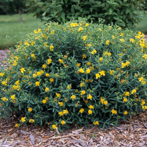 First Editions® Cobalt-n-Gold™ Hypericum: Hypericum kalmianum 'PIIHYP-I' PP25,318 preview 10
