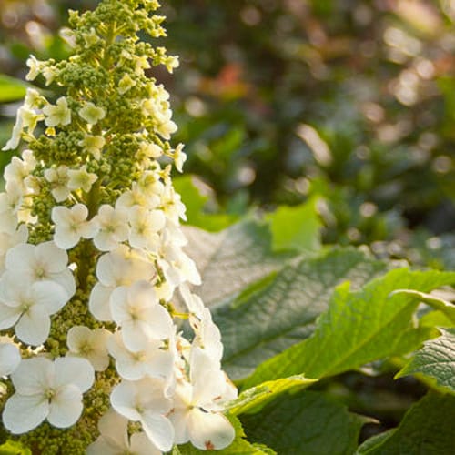First Editions® Jetstream™ Hydrangea: Hydrangea quercifolia 'PIIHQ-I' PP25,319 preview 3