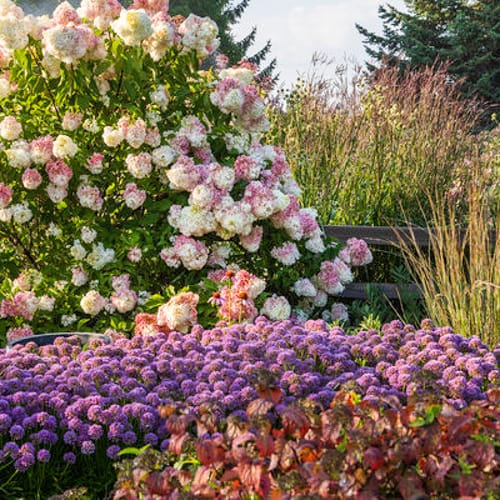 First Editions® Vanilla Strawberry™ Hydrangea: Hydrangea paniculata 'Renhy' PP20,670