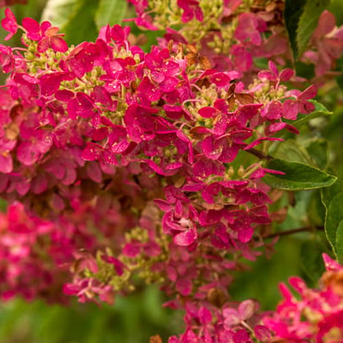 First Editions® Berry White® Panicle Hydrangea: Hydrangea paniculata 'Renba' PP28,509 preview 2