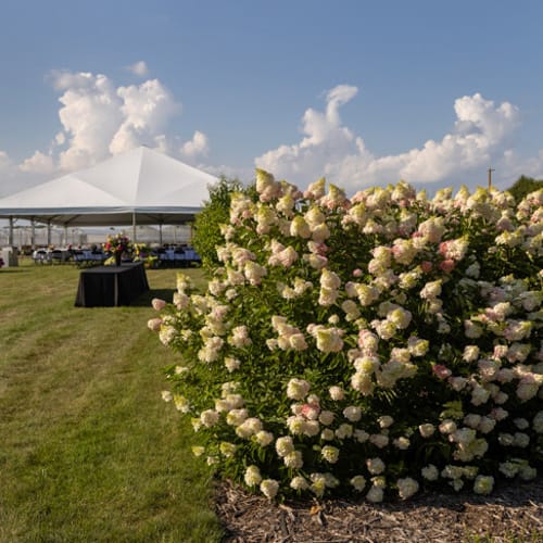 First Editions® Berry White® Panicle Hydrangea: Hydrangea paniculata 'Renba' PP28,509 preview 6