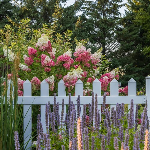 First Editions® Berry White® Panicle Hydrangea: Hydrangea paniculata 'Renba' PP28,509 preview 7