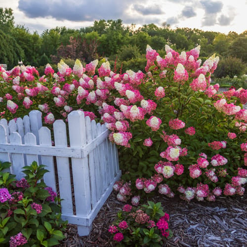 First Editions® Berry White® Panicle Hydrangea: Hydrangea paniculata 'Renba' PP28,509 preview 8