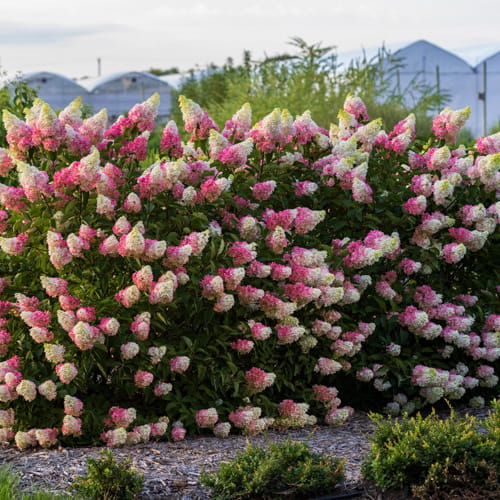 First Editions® Berry White® Panicle Hydrangea: Hydrangea paniculata 'Renba' PP28,509 preview 9