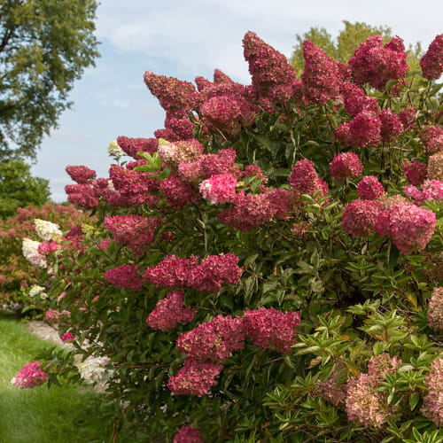 First Editions® Berry White® Panicle Hydrangea: Hydrangea paniculata 'Renba' PP28,509 preview 10