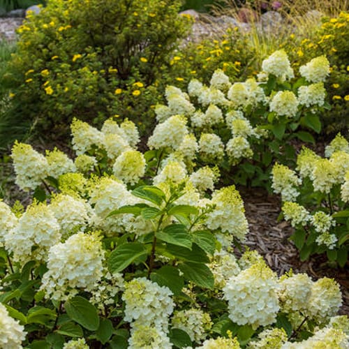 First Editions® Little Hottie® Panicle Hydrangea: Hydrangea paniculata 'Bailpanone' PP32,549 preview 2