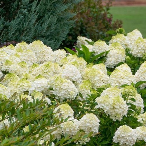 First Editions® Little Hottie® Panicle Hydrangea: Hydrangea paniculata 'Bailpanone' PP32,549 preview 3