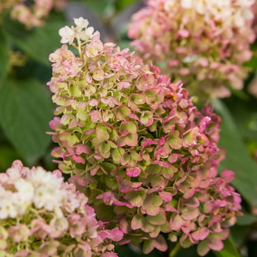 First Editions® Little Hottie® Panicle Hydrangea: Hydrangea paniculata 'Bailpanone' PP32,549 preview 4