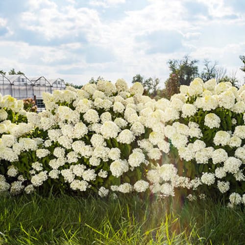 First Editions® Little Hottie® Panicle Hydrangea: Hydrangea paniculata 'Bailpanone' PP32,549 preview 5