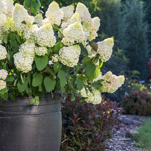First Editions® Little Hottie® Panicle Hydrangea: Hydrangea paniculata 'Bailpanone' PP32,549 preview 6