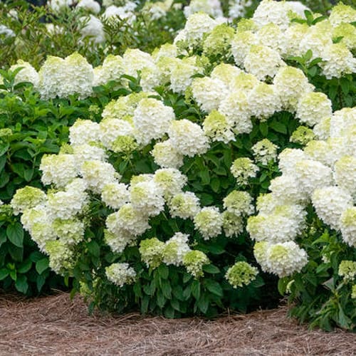 First Editions® Little Hottie® Panicle Hydrangea: Hydrangea paniculata 'Bailpanone' PP32,549 preview 7