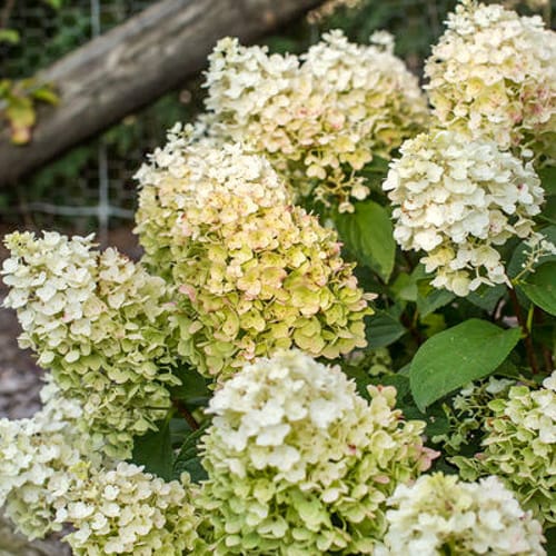 First Editions® Little Hottie® Panicle Hydrangea: Hydrangea paniculata 'Bailpanone' PP32,549 preview 8