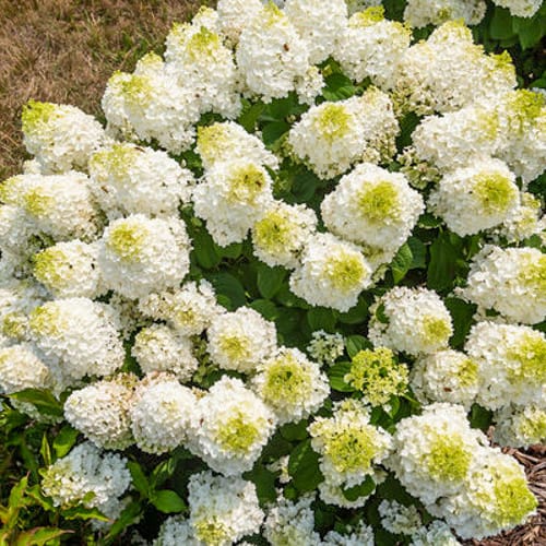 First Editions® Little Hottie® Panicle Hydrangea: Hydrangea paniculata 'Bailpanone' PP32,549 preview 9