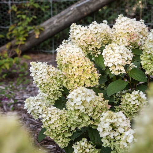 First Editions® Little Hottie® Panicle Hydrangea: Hydrangea paniculata 'Bailpanone' PP32,549 preview 10