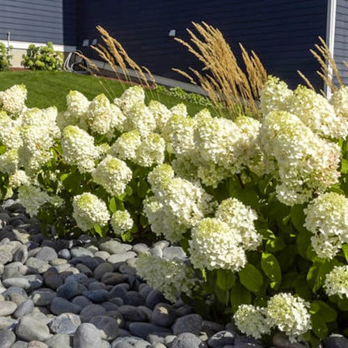 First Editions® Little Hottie® Panicle Hydrangea: Hydrangea paniculata 'Bailpanone' PP32,549