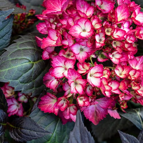 First Editions® Eclipse® Bigleaf Hydrangea: Hydrangea macrophylla 'Bailmacseven'  PP34,544, US Pat Pend preview 2