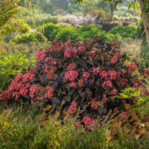 First Editions® Eclipse® Bigleaf Hydrangea: Hydrangea macrophylla 'Bailmacseven'  PP34,544, US Pat Pend preview 11