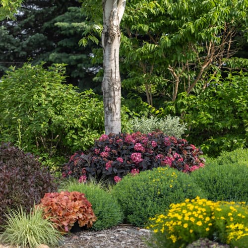 First Editions® Eclipse® Bigleaf Hydrangea: Hydrangea macrophylla 'Bailmacseven'  PP34,544, US Pat Pend preview 12