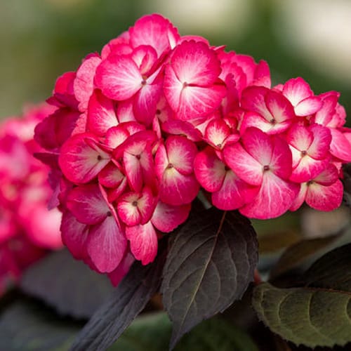 First Editions® Eclipse® Bigleaf Hydrangea: Hydrangea macrophylla 'Bailmacseven'  PP34,544, US Pat Pend preview 3