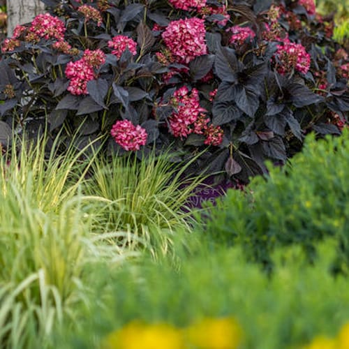 First Editions® Eclipse® Bigleaf Hydrangea: Hydrangea macrophylla 'Bailmacseven'  PP34,544, US Pat Pend preview 4