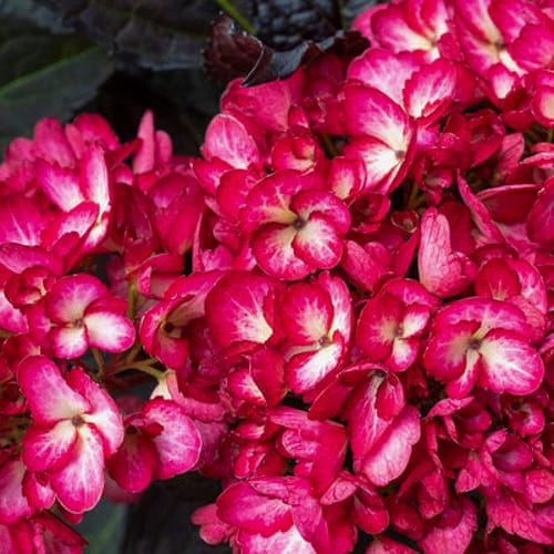First Editions® Eclipse® Bigleaf Hydrangea: Hydrangea macrophylla 'Bailmacseven'  PP34,544, US Pat Pend preview 5