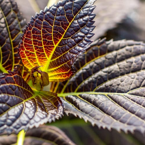 First Editions® Eclipse® Bigleaf Hydrangea: Hydrangea macrophylla 'Bailmacseven'  PP34,544, US Pat Pend preview 6