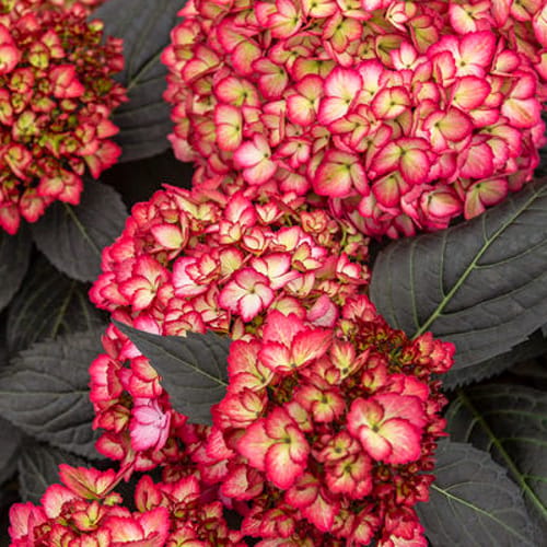 First Editions® Eclipse® Bigleaf Hydrangea: Hydrangea macrophylla 'Bailmacseven'  PP34,544, US Pat Pend preview 7