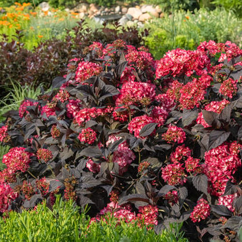 First Editions® Eclipse® Bigleaf Hydrangea: Hydrangea macrophylla 'Bailmacseven'  PP34,544, US Pat Pend preview 8