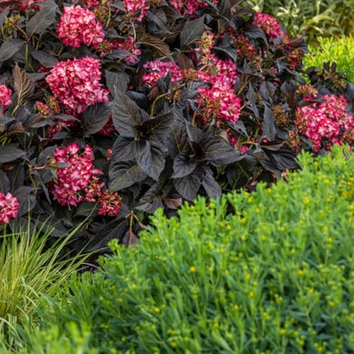 First Editions® Eclipse® Bigleaf Hydrangea: Hydrangea macrophylla 'Bailmacseven'  PP34,544, US Pat Pend preview 9