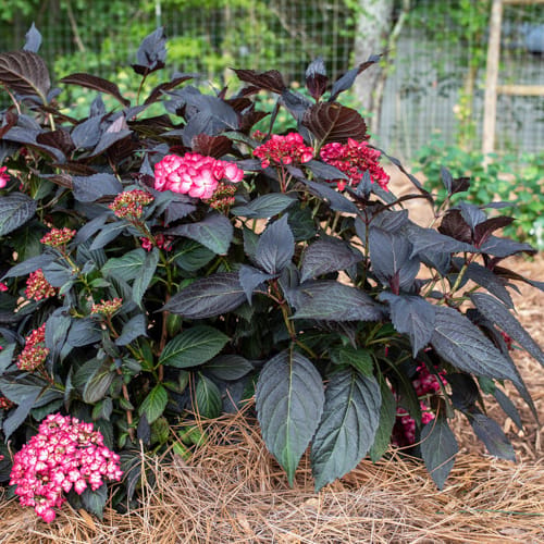 First Editions® Eclipse® Bigleaf Hydrangea: Hydrangea macrophylla 'Bailmacseven'  PP34,544, US Pat Pend preview 10