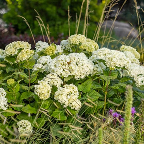 First Editions® FlowerFull® Smooth Hydrangea: Hydranga arborescens 'Bailful' PP33,613 preview 3