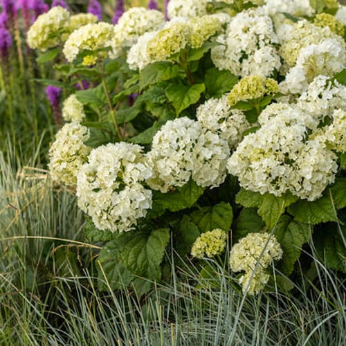 First Editions® FlowerFull® Smooth Hydrangea: Hydranga arborescens 'Bailful' PP33,613 preview 4